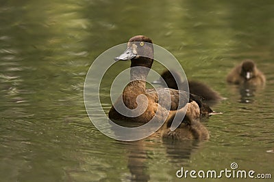 Tufted duck female Stock Photo