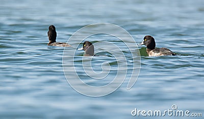 Tufted Duck group Stock Photo