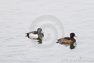 Tufted ducks pair swimming, Aythya fuligula Stock Photo
