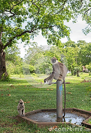 Tufted gray langur and the baby, thirsty young monkey waiting for the adult monkey to turn on the valve to drink water Stock Photo