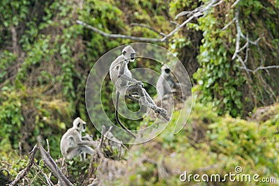 Tufted gray langur in Bundala national park, Sri Lanka Stock Photo