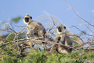 Tufted gray langur in Bundala national park, Sri Lanka Stock Photo