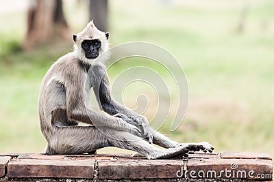 Tufted gray langur monkey in Anuradhapura Stock Photo