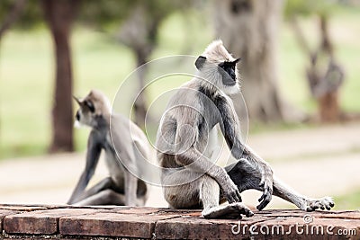 Tufted gray langur monkeys in Anuradhapura Stock Photo