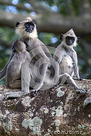 Tufted Gray Langurs sit in a tree at Sigiriya in central Sri Lanka. Stock Photo