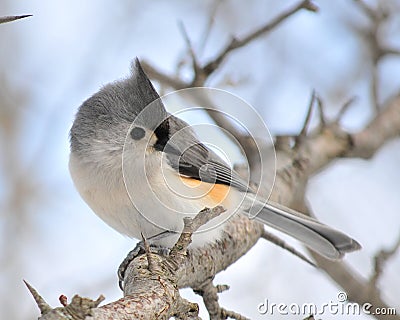 Tufted Titmouse Stock Photo