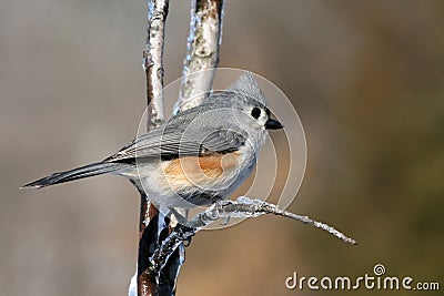 Tufted titmouse Stock Photo