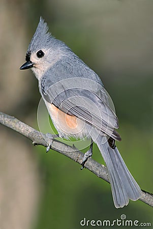 Tufted Titmouse Stock Photo