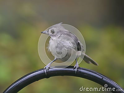 Tufted titmouse against a green blurry backdrop. Baeolophus bicolor. Stock Photo