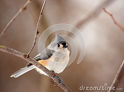 Tufted Titmouse, Baeolophus bicolor Stock Photo