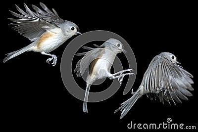 Tufted Titmouse (Baeolophus bicolor). Stock Photo