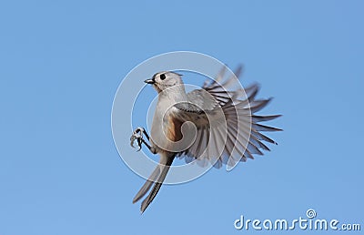 Tufted Titmouse (baeolophus bicolor) Stock Photo