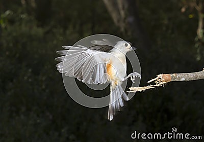 Tufted Titmouse (Baeolophus bicolor) flying Stock Photo