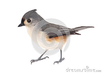 Tufted Titmouse, Baeolophus bicolor, isolated Stock Photo