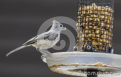 Tufted Titmouse Stock Photo