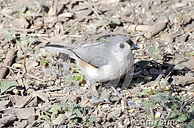 Tufted Titmouse Stock Photo