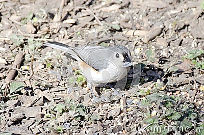 Tufted Titmouse Stock Photo