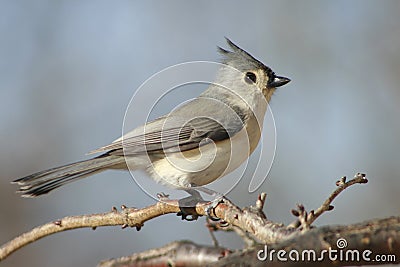 Tufted Titmouse bird Stock Photo