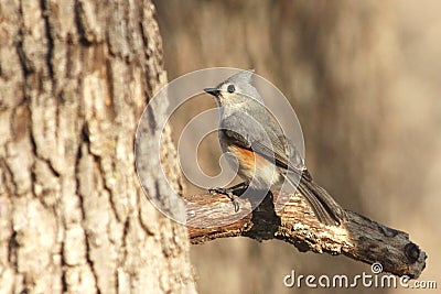 Tufted Titmouse Bird on Branch Stock Photo