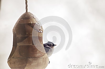 Tufted titmouse bird sitting in a birdfeeder during a winter storm Stock Photo