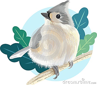 Tufted Titmouse Bird Vector Illustration Vector Illustration