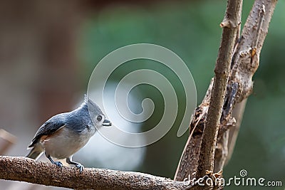 Tufted Titmouse Stock Photo