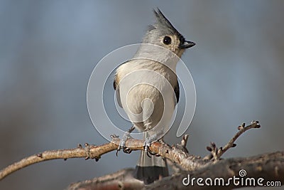 Tufted titmouse on branch Stock Photo