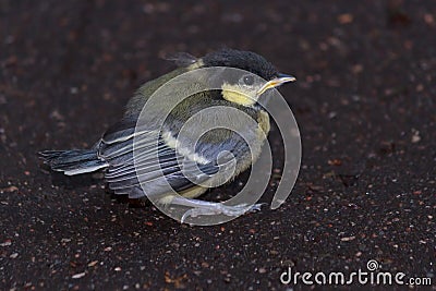 Tufted titmouse chick on the ground Stock Photo