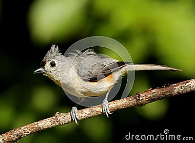 Tufted Titmouse Stock Photo