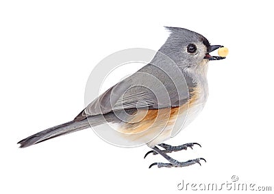 Tufted Titmouse Eating Stock Photo