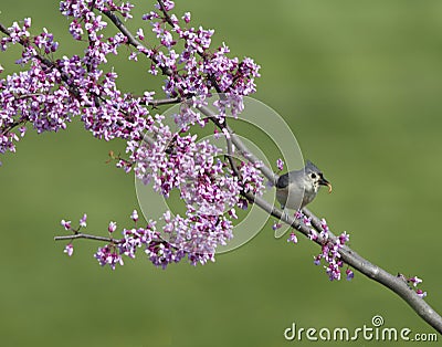 Tufted Titmouse with Insect in Beak in Redbud tree Stock Photo