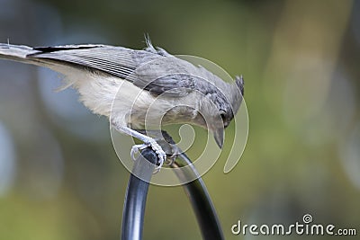 Tufted titmouse perched on hanger Stock Photo