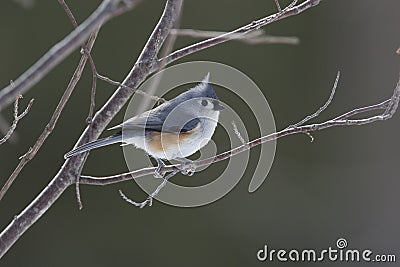 Tufted Titmouse Perched on a Branch Stock Photo