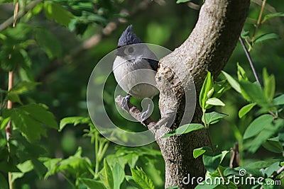 Tufted Titmouse Stock Photo