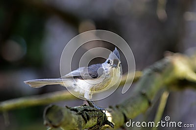 Tufted titmouse Stock Photo