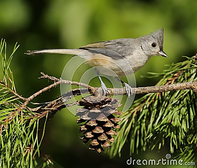 Tufted Titmouse Stock Photo