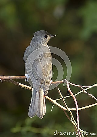 Tufted Titmouse Portrait Stock Photo