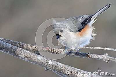 Tufted titmouse Stock Photo