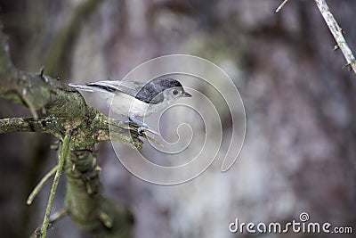 Tufted titmouse ready to launch Stock Photo