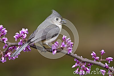 Tufted Titmouse on Redbud Stock Photo