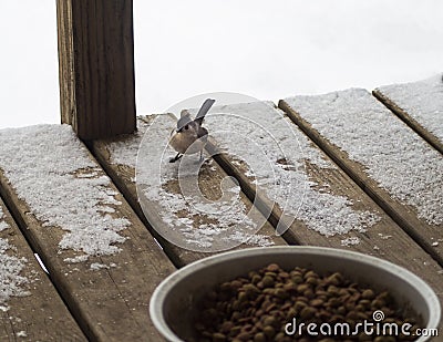 Tufted titmouse Stock Photo