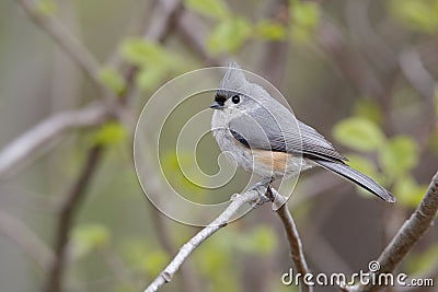 Tufted Titmouse in Spring Stock Photo