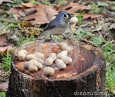 Tufted Titmouse Stock Photo