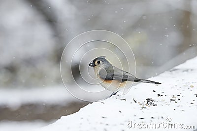 Tufted Titmouse with sunflower seed Stock Photo