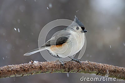 Tufted Titmouse in Winter Stock Photo