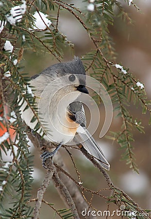 Tufted Titmouse in Winter Snow Stock Photo