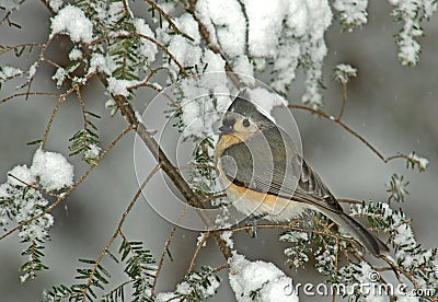 Tufted Titmouse in Winter Snow Storm Stock Photo
