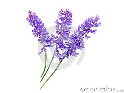 Tufted Vetch flowers (Vicia Cracca) Stock Photo