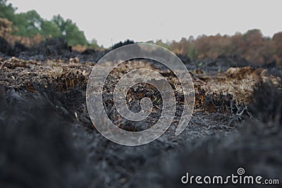 Tufts of burnt black grass after a wild fire Stock Photo