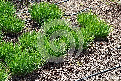 Tufts of fresh green grass, garden hose for drip watering and hazelnut mulching Stock Photo